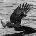 Blog10 Free Img 150x150